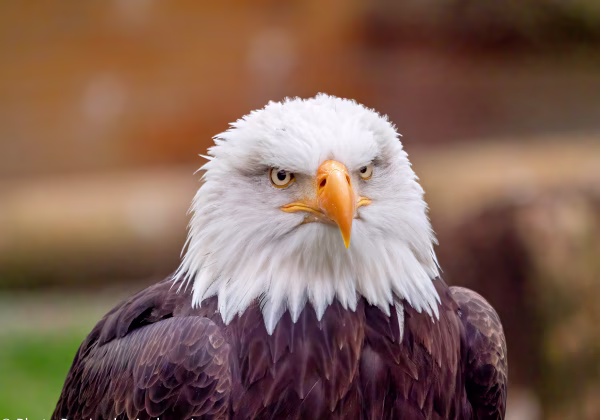 Raubvögel Raubvögel Adler, Bussarde, Falken, Sperber und viele andere mehr. Raubvögel sind immer ein gutes Fotomotiv. Am schönsten...