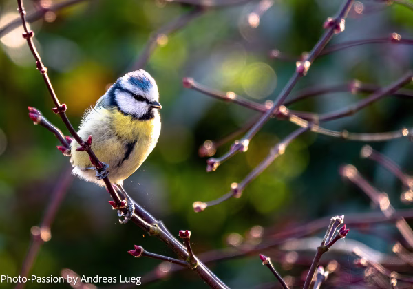 Singvögel Singvögel Wir haben in Deutschland eine ganze Anzahl interessanter und zum Teil sehr hübscher Singvögel. Viele habe ich...