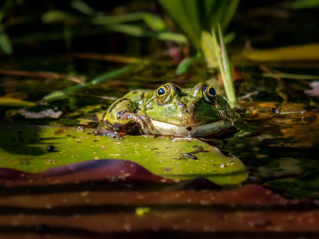 Ein Frosch sitzt auf einem Seerosen-Blatt und schaut in die Kamera